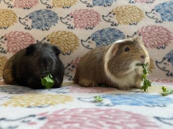 Rescue Guinea Pig Guinea Pigs for Adoption in Saint Paul, Minnesota - Max Furstappen | PetCurious